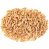 Organic Wheat